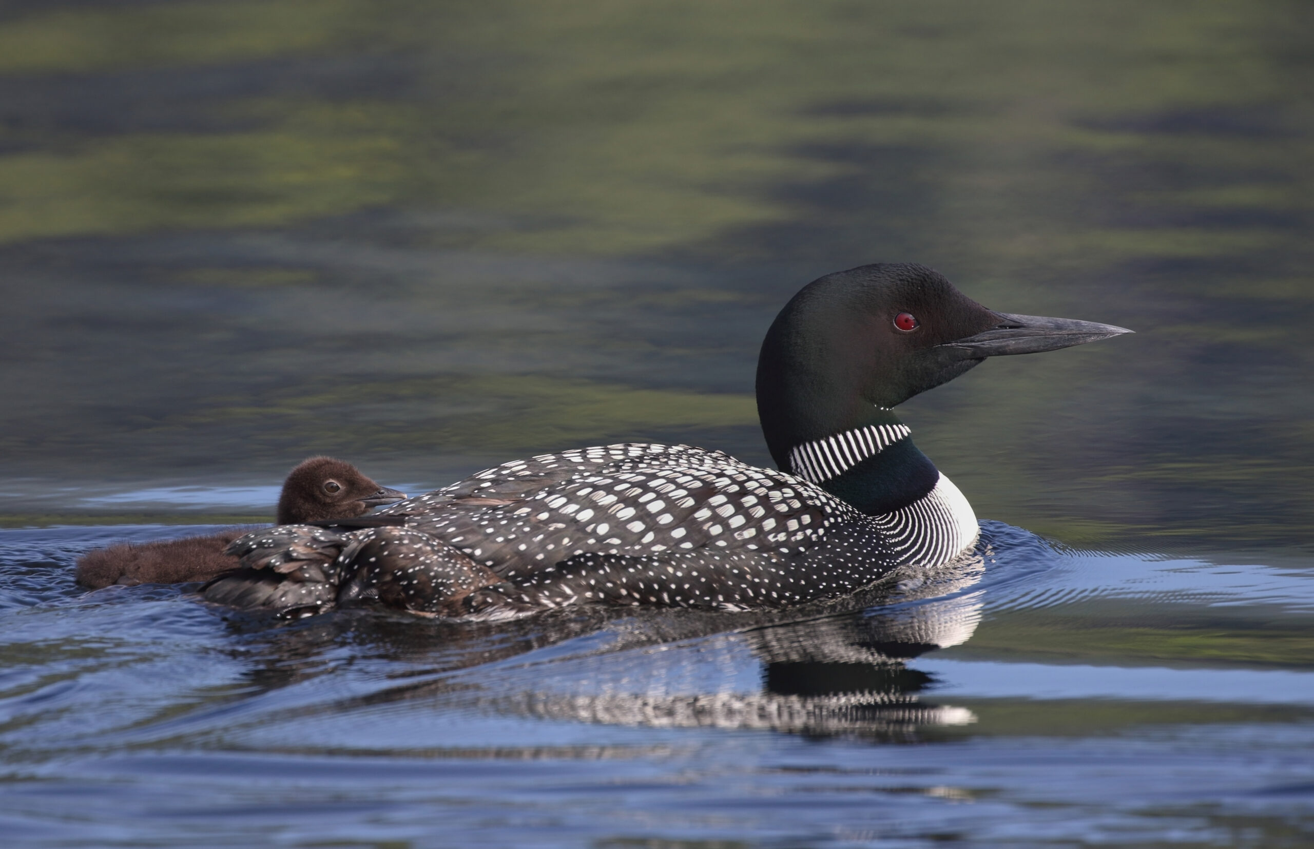 Contaminants Discovered in Loon Eggs from New Hampshire Lakes